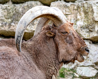 Barbary sheep / aoudad