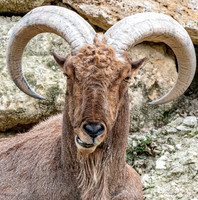 Barbary sheep / aoudad