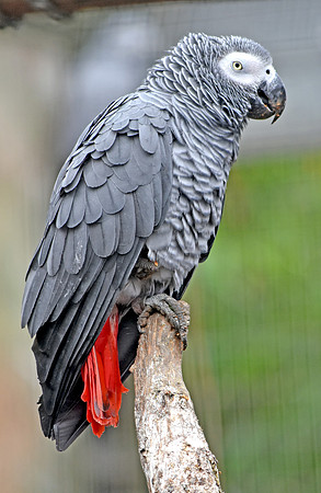 Timneh grey parrot