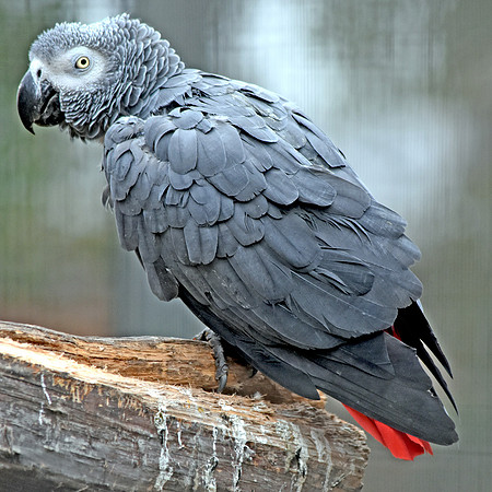 Timneh grey parrot