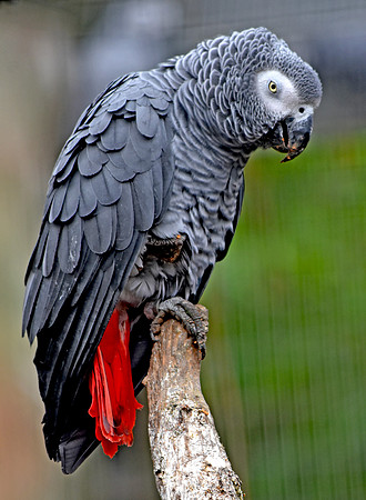Timneh grey parrot