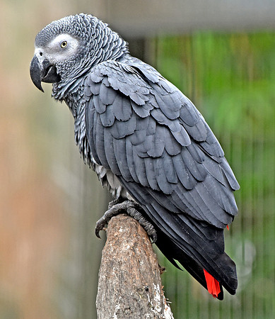 Timneh grey parrot