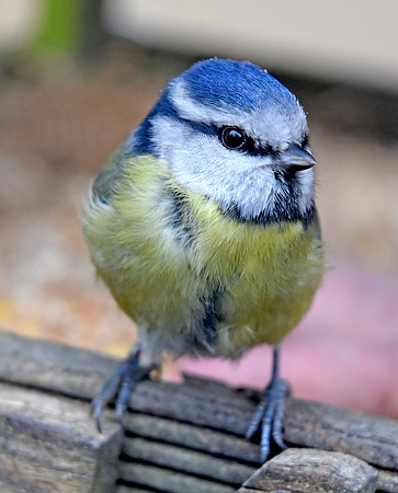 Blue tit