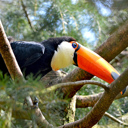 Toco toucan