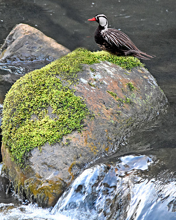Torrent duck