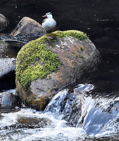 Torrent duck