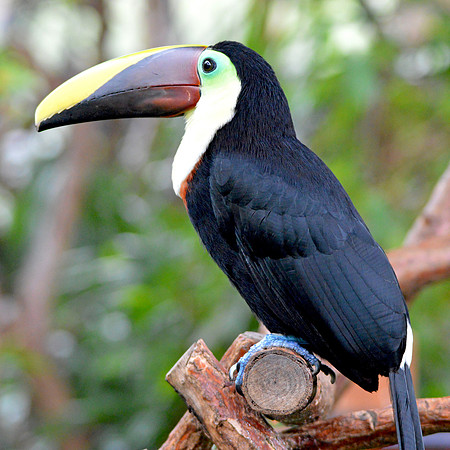 Chestnut mandibled toucan