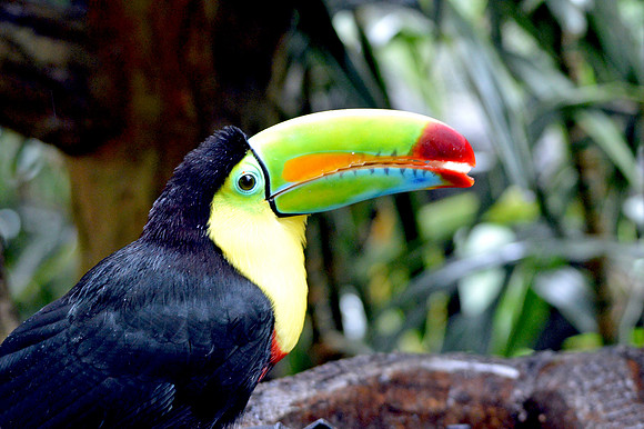 Keel billed toucan
