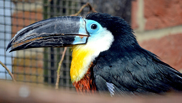 Channel billed toucan