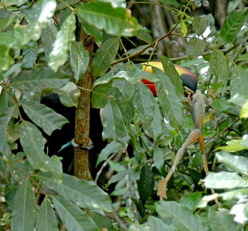 Toco toucan catches frog