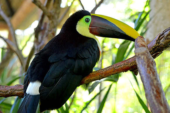 Yellow throated toucan