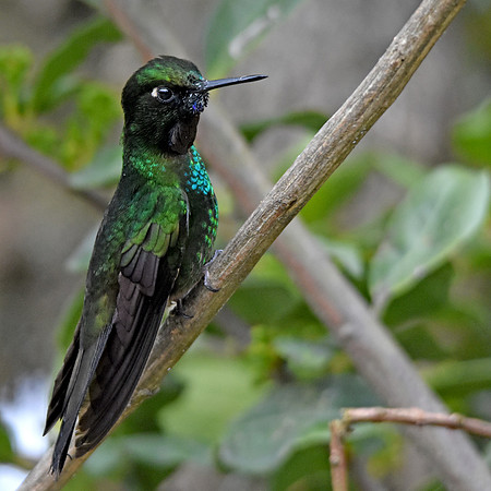 Tourmaline sunangel hummingbird