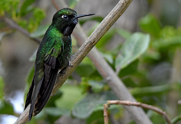 Tourmaline sunangel hummingbird