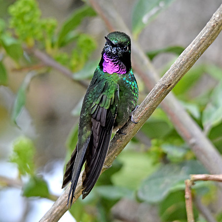 Tourmaline sunangel hummingbird