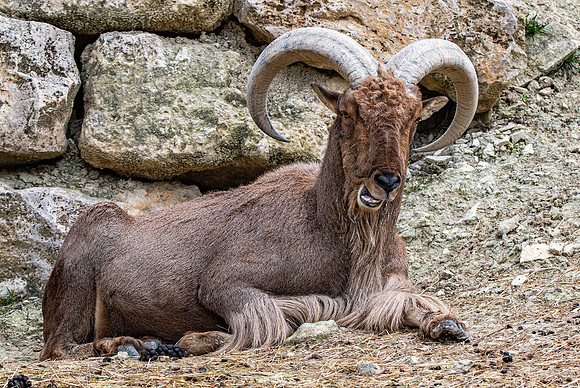 Barbary sheep / aoudad