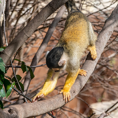 Black-capped squirrel monkey