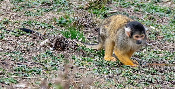 Black-capped squirrel monkey