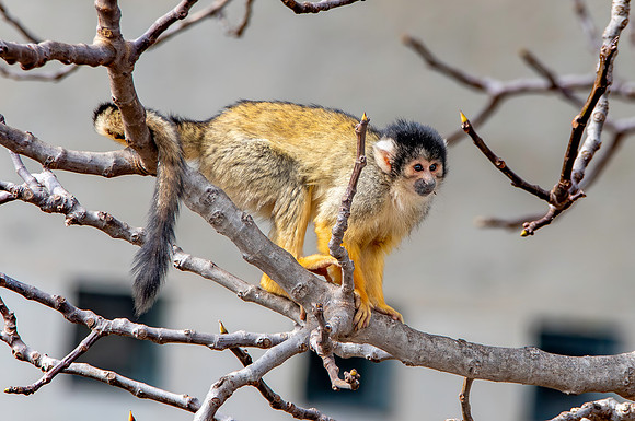 Black-capped squirrel monkey