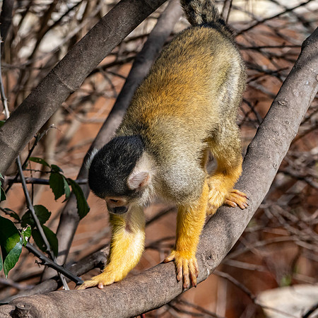 Black-capped squirrel monkey