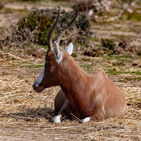 Blesbok