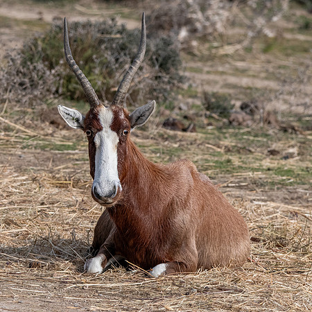 Blesbok