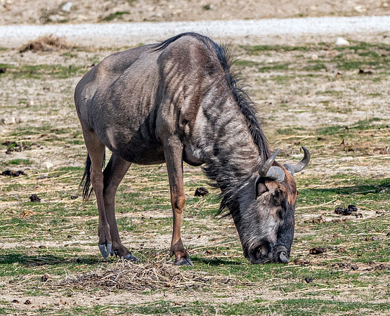 Blue brindled wildebeest