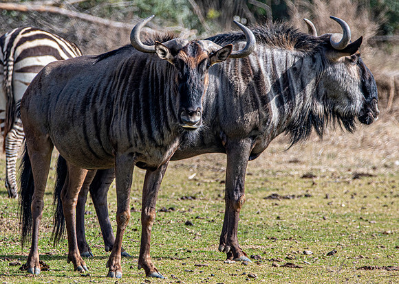 Blue brindled wildebeest