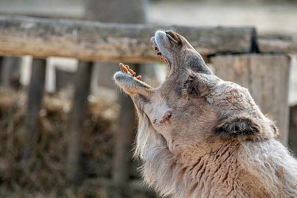Dromedary camel