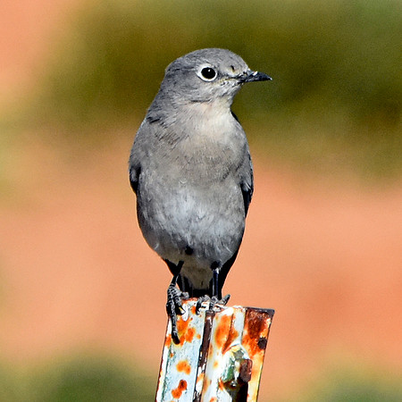 Townsend's solitaire