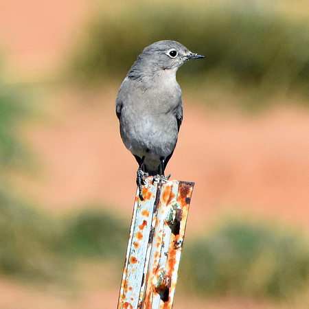 Townsend's solitaire