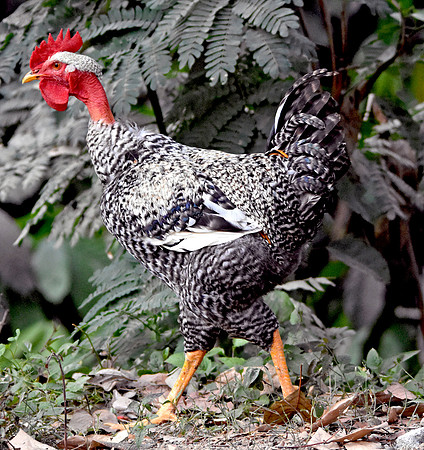 Transylvanian naked neck chicken