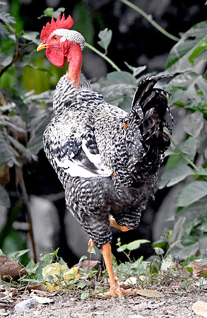 Transylvanian naked neck chicken
