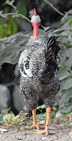 Transylvanian naked neck chicken