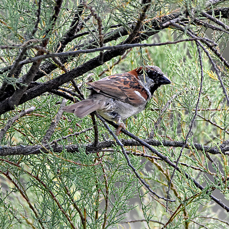 Tree sparrow