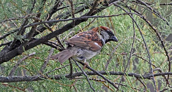 Tree sparrow