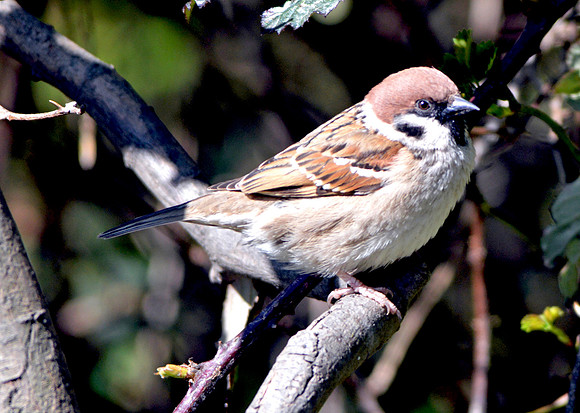 Tree sparrow