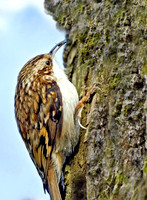 Common treecreeper