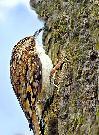Common treecreeper