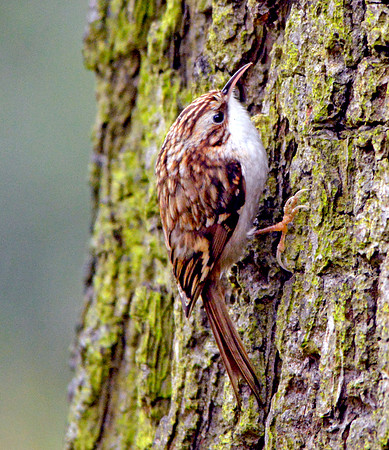 Common treecreeper