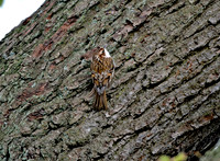 Common treecreeper