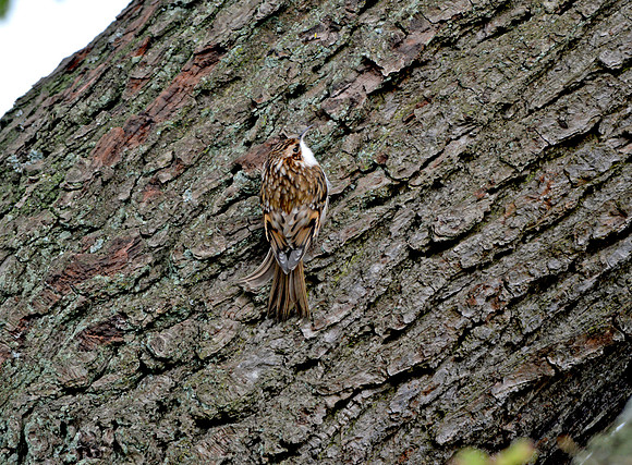 Common treecreeper