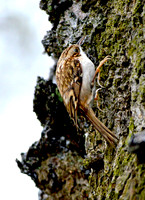 Common treecreeper