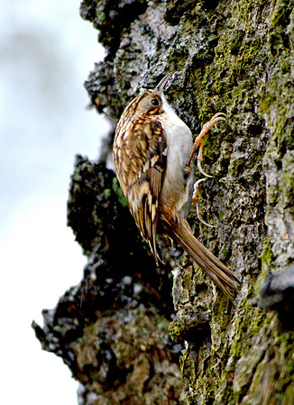 Common treecreeper