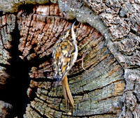 Common treecreeper