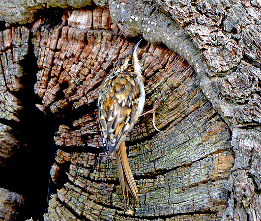 Common treecreeper
