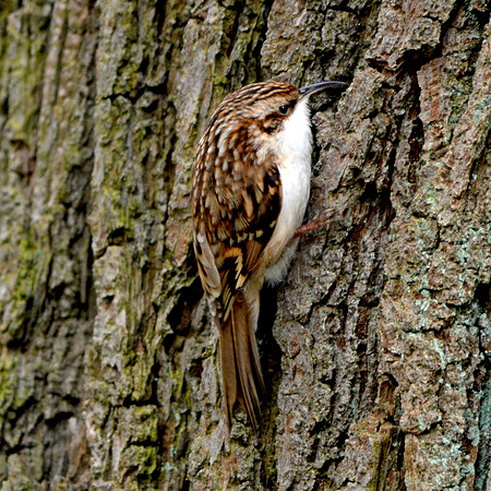 Common treecreeper