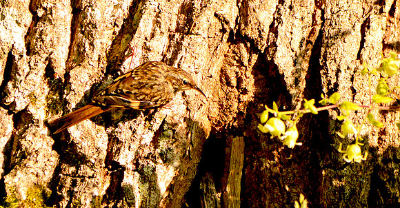 Common treecreeper