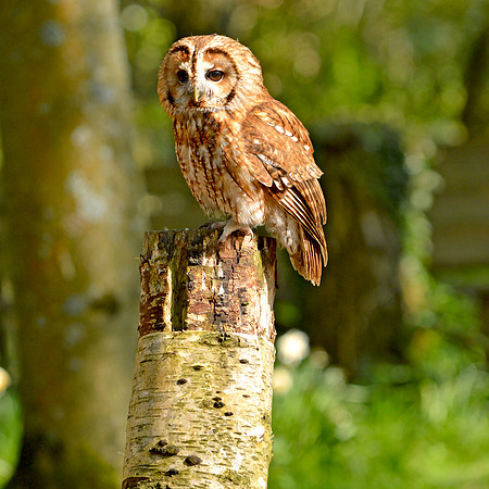 Tawny owl