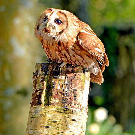 Tawny owl