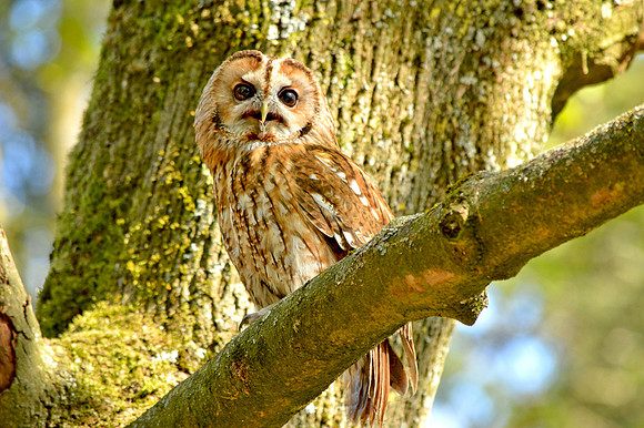 Tawny owl